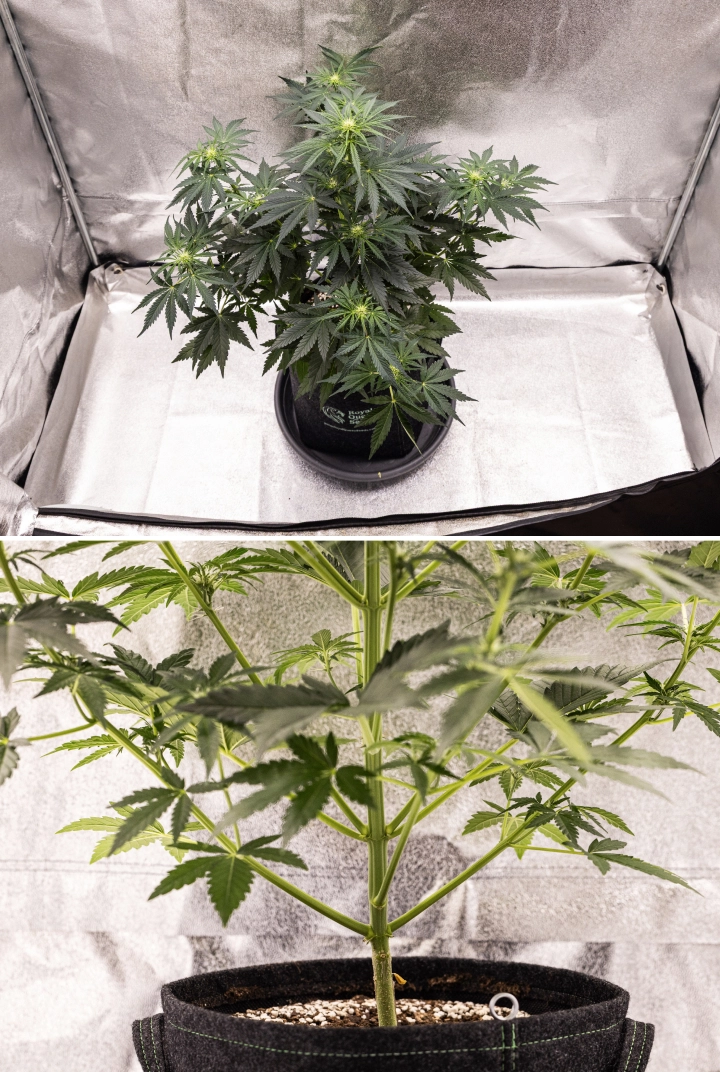 Royal Creamatic termesztési beszámoló: 5. hét, virágfejlődés Royal Creamatic kannabisznövény az 5. héten, fejlődő virágokkal, egészséges zöld lombozattal, erős ágakkal és kiegyensúlyozott virágzási szerkezettel.