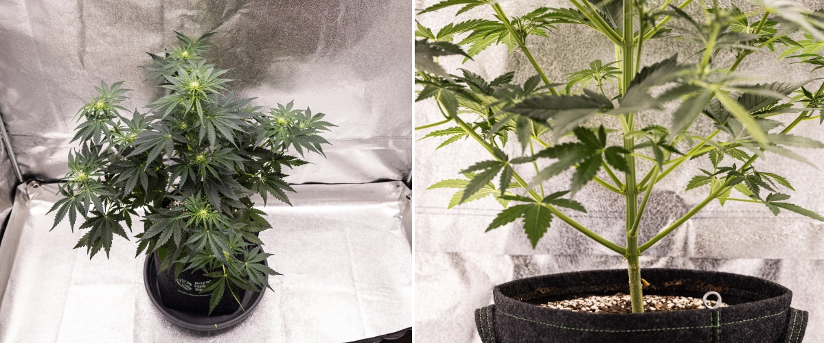 Royal Creamatic termesztési beszámoló: 5. hét, virágfejlődés Royal Creamatic kannabisznövény az 5. héten, fejlődő virágokkal, egészséges zöld lombozattal, erős ágakkal és kiegyensúlyozott virágzási szerkezettel.