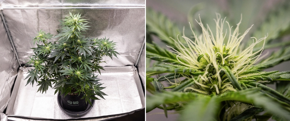 Royal Creamatic termesztési beszámoló: 6. hét, gyantatermelés Royal Creamatic kannabisznövény a 6. héten, gyantás virágokkal, fehér bibékkel, egészséges lombozattal és hangsúlyos főkolával.