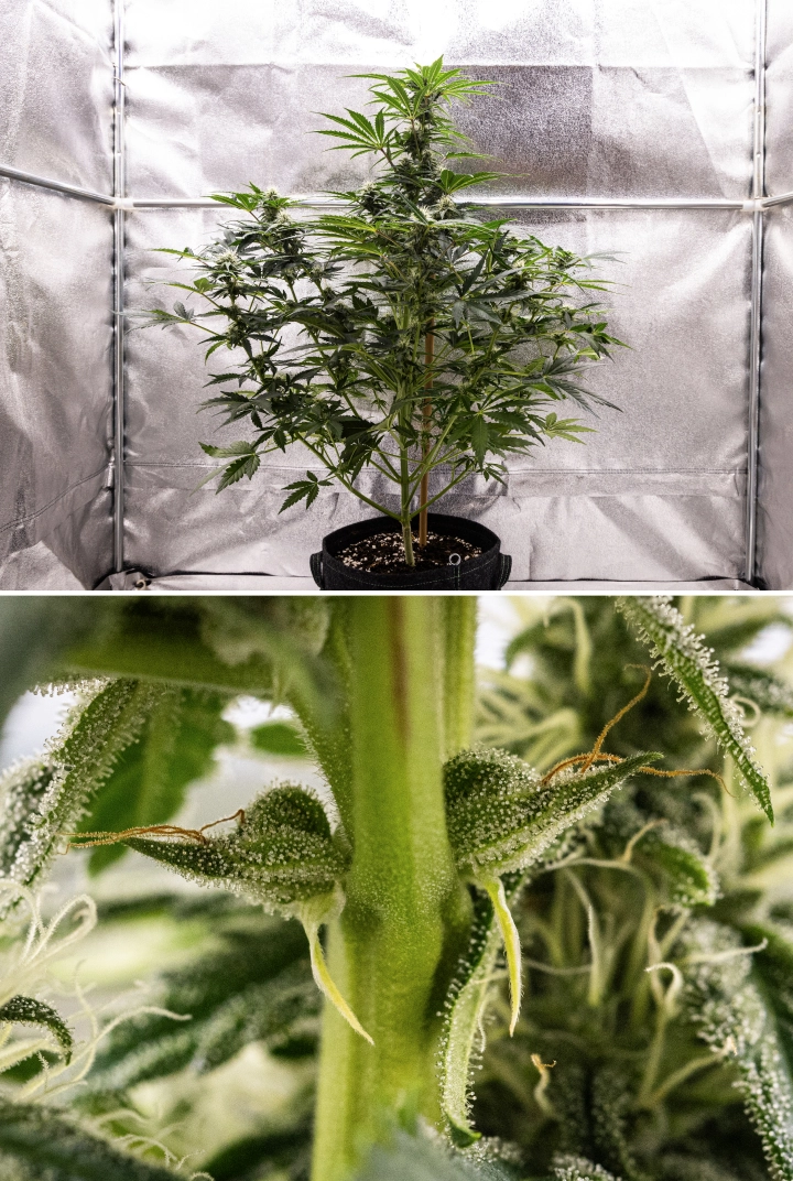 Royal Creamatic termesztési beszámoló: 7. hét, erős trichomatermelés Royal Creamatic kannabisznövény a 7. héten, fagyos virágokkal, bőséges trichomaborítással, fehér bibékkel és egészséges zöld lombozattal.