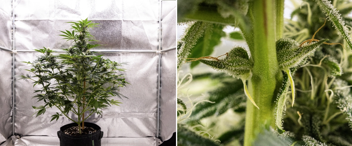 Royal Creamatic termesztési beszámoló: 7. hét, erős trichomatermelés Royal Creamatic kannabisznövény a 7. héten, fagyos virágokkal, bőséges trichomaborítással, fehér bibékkel és egészséges zöld lombozattal.