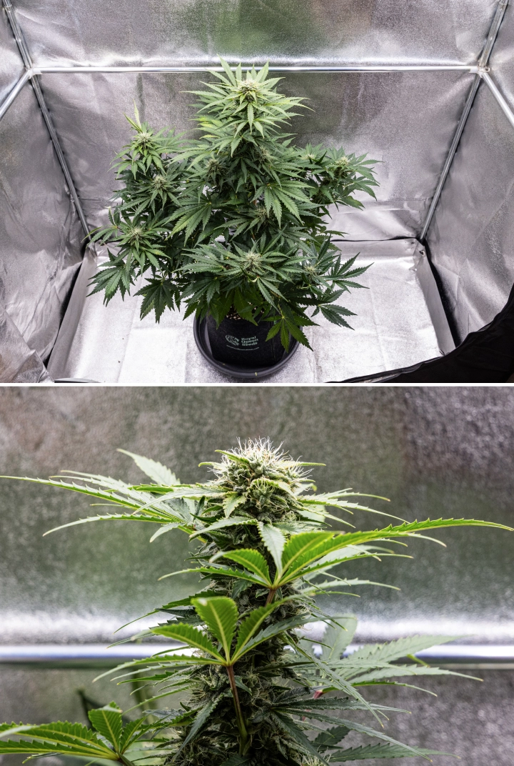 Royal Creamatic termesztési beszámoló: 8. hét, sűrű ragadós virágok Royal Creamatic kannabisznövény a 8. héten, sűrű ragadós virágokkal, fagyos trichomákkal, fehér bibékkel és egészséges zöld levelekkel.