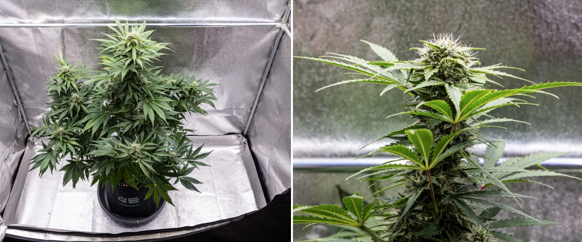 Royal Creamatic termesztési beszámoló: 8. hét, sűrű ragadós virágok Royal Creamatic kannabisznövény a 8. héten, sűrű ragadós virágokkal, fagyos trichomákkal, fehér bibékkel és egészséges zöld levelekkel.