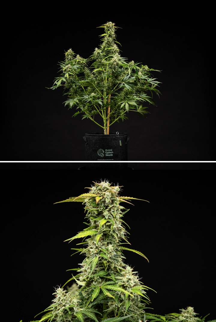 Royal Creamatic termesztési beszámoló: 9. hét, szüretre kész virágok Royal Creamatic kannabisznövény a 9. héten, szüretre kész virágokkal, fagyos trichomákkal, fehér bibékkel és erős főkolával.