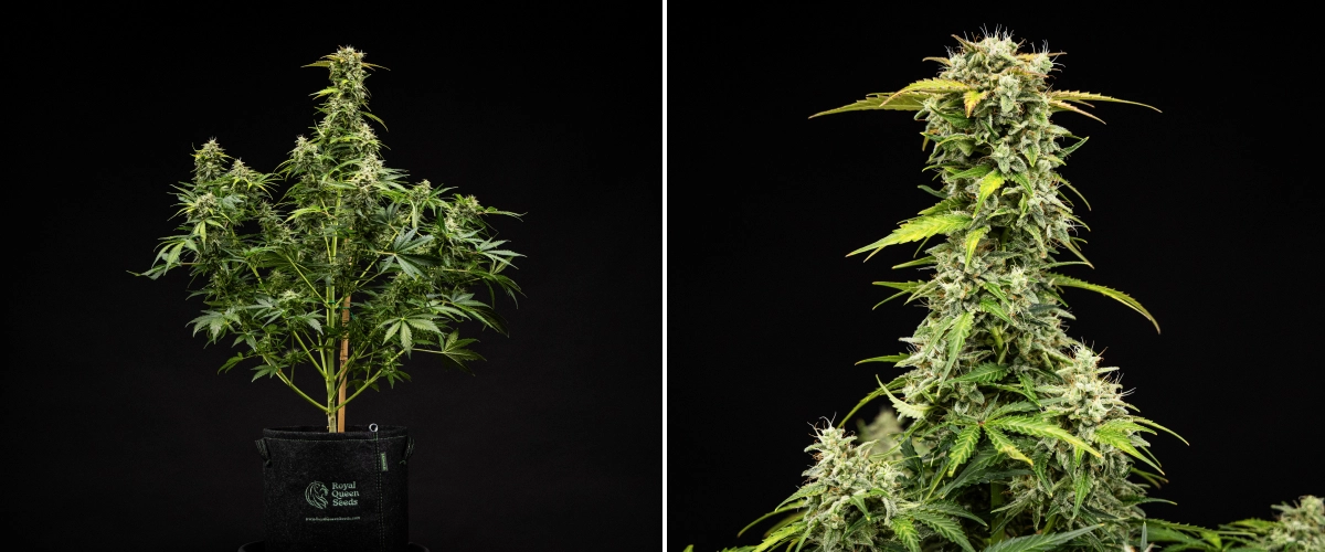 Royal Creamatic termesztési beszámoló: 9. hét, szüretre kész virágok Royal Creamatic kannabisznövény a 9. héten, szüretre kész virágokkal, fagyos trichomákkal, fehér bibékkel és erős főkolával.