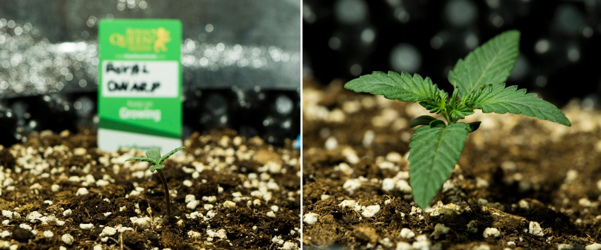 Royal Dwarf termesztési beszámoló: 1. hét, palántaszakasz Royal Dwarf kannabiszpalánták az 1. héten, korai növekedéssel, zöld levelekkel, perlittel dúsított talajjal és Royal Queen Seeds csomaggal.