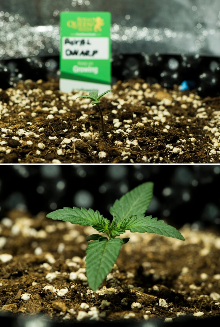 Royal Dwarf termesztési beszámoló: 1. hét, palántaszakasz Royal Dwarf kannabiszpalánták az 1. héten, korai növekedéssel, zöld levelekkel, perlittel dúsított talajjal és Royal Queen Seeds csomaggal.