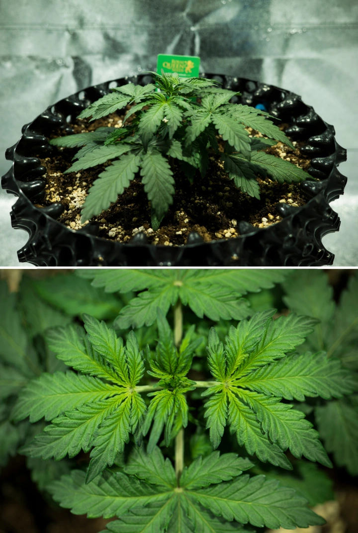 Royal Dwarf termesztési beszámoló: 2. hét, vegetatív növekedés Royal Dwarf kannabisznövény a 2. héten, kompakt vegetatív növekedéssel, egészséges zöld levelekkel, rövid ízközökkel és perlittel dúsított talajjal.
