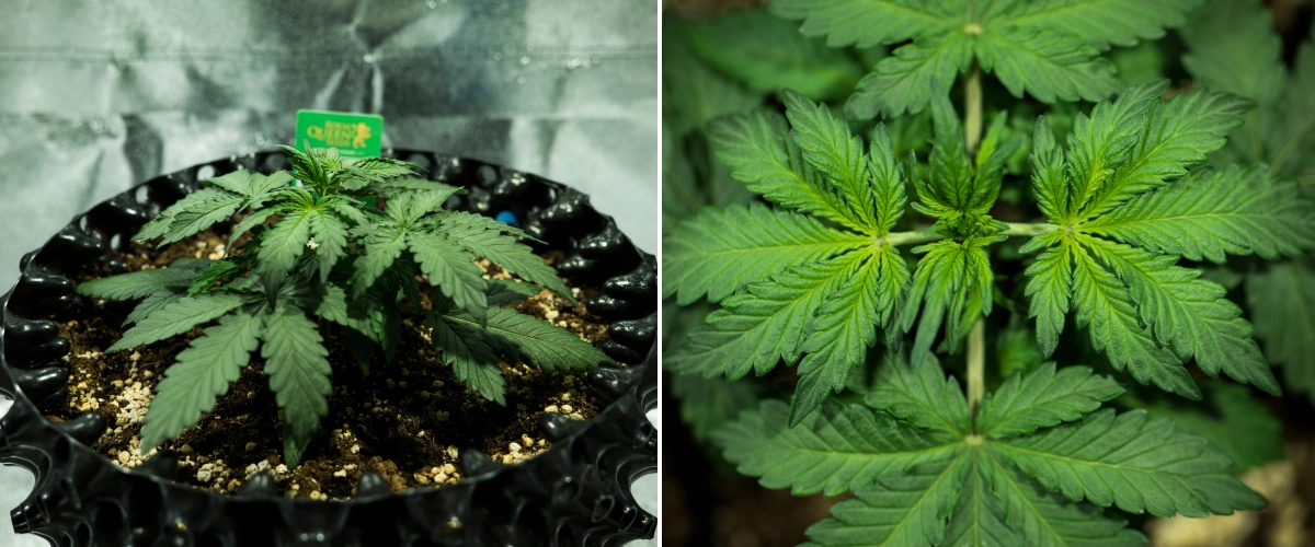 Royal Dwarf termesztési beszámoló: 2. hét, vegetatív növekedés Royal Dwarf kannabisznövény a 2. héten, kompakt vegetatív növekedéssel, egészséges zöld levelekkel, rövid ízközökkel és perlittel dúsított talajjal.