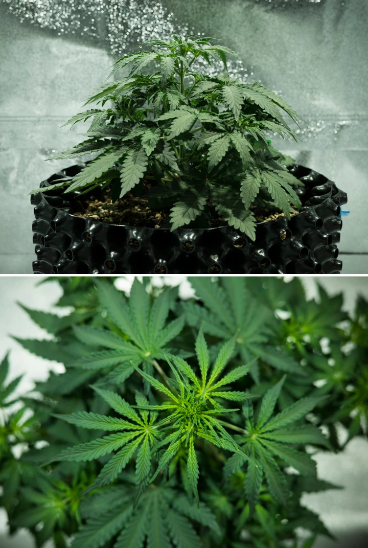 Royal Dwarf termesztési beszámoló: 3. hét, növekedési ugrás Royal Dwarf kannabisznövény a 3. héten, kompakt leveles növekedéssel, korai virágzási jelekkel, egészséges zöld lombozattal és AirPot cseréppel.