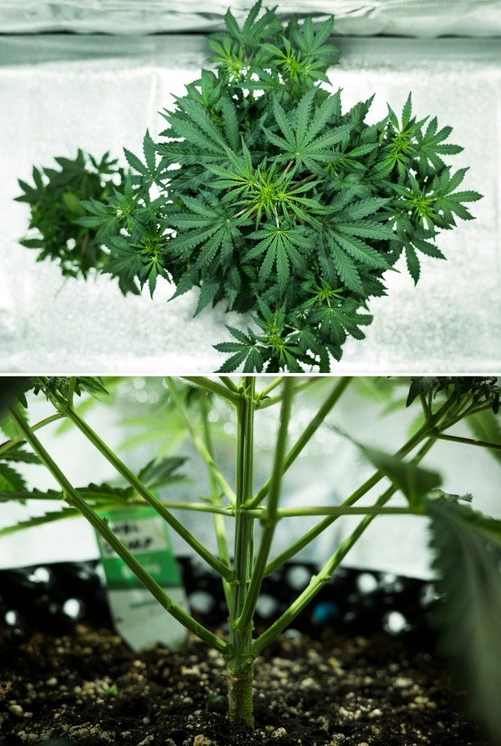 Royal Dwarf termesztési beszámoló: 4. hét, korai virágzás Royal Dwarf kannabisznövény a 4. héten, korai virágzással, egészséges zöld lombozattal, erős ágszerkezettel és masszív főszárral.