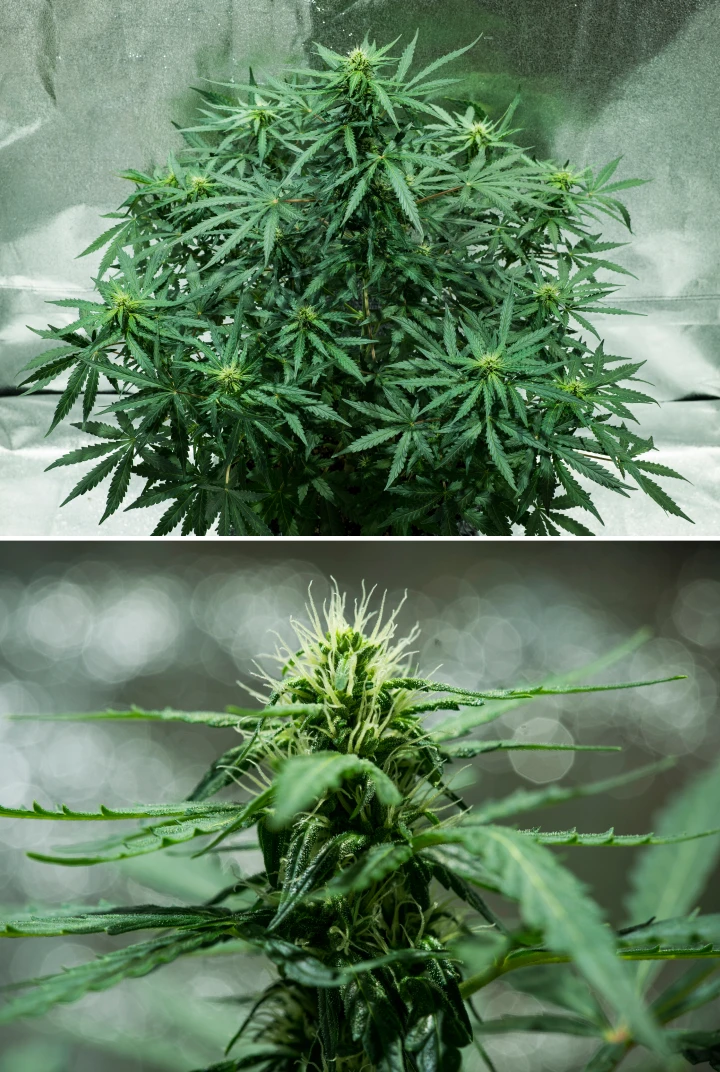 Royal Dwarf termesztési beszámoló: 5. hét, virágfejlődés Royal Dwarf kannabisznövény az 5. héten, fejlődő virágokkal, fehér bibékkel, egészséges zöld lombozattal és kompakt virágzási szerkezettel.