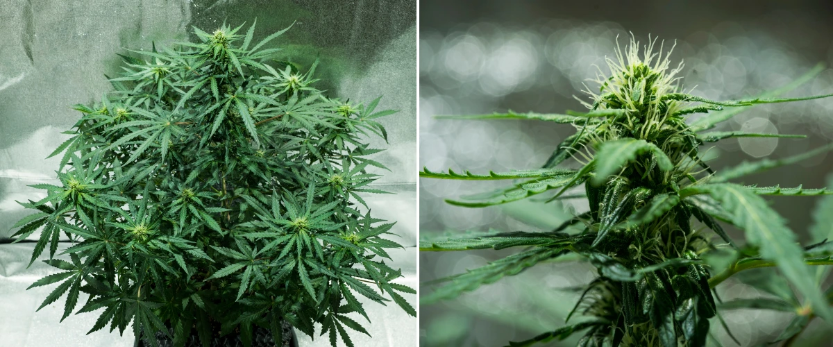 Royal Dwarf termesztési beszámoló: 5. hét, virágfejlődés Royal Dwarf kannabisznövény az 5. héten, fejlődő virágokkal, fehér bibékkel, egészséges zöld lombozattal és kompakt virágzási szerkezettel.