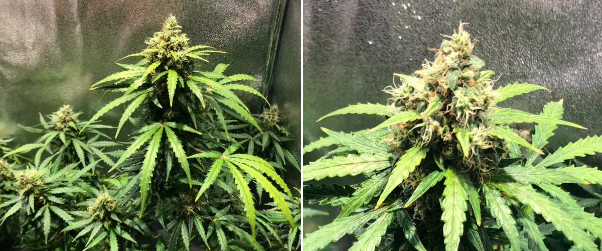 Royal Dwarf termesztési beszámoló: 8. hét, késői virágzás Royal Dwarf kannabisznövény a 8. héten, késői virágzásban lévő virágokkal, narancssárga bibékkel, gyantás virágokkal és egészséges zöld lombozattal.