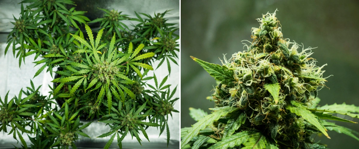 Royal Dwarf termesztési beszámoló: 9. hét, szüretre kész virágok Royal Dwarf kannabisznövény a 9. héten, szüretre kész virágokkal, sűrű gyantás virágokkal, narancssárga bibékkel és egészséges zöld lombozattal.