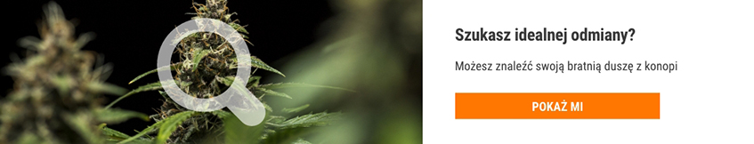 Cannabis Seedfinder