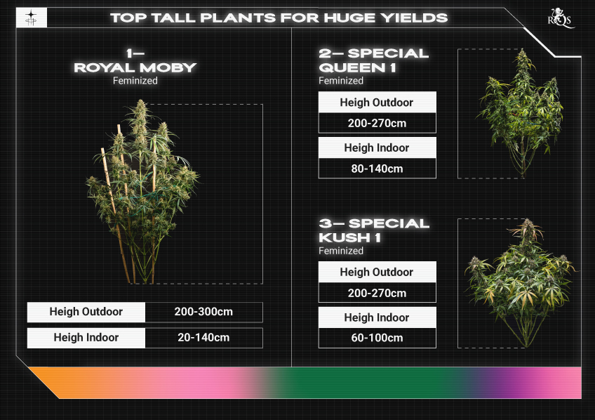 Top RQS Tall Plants