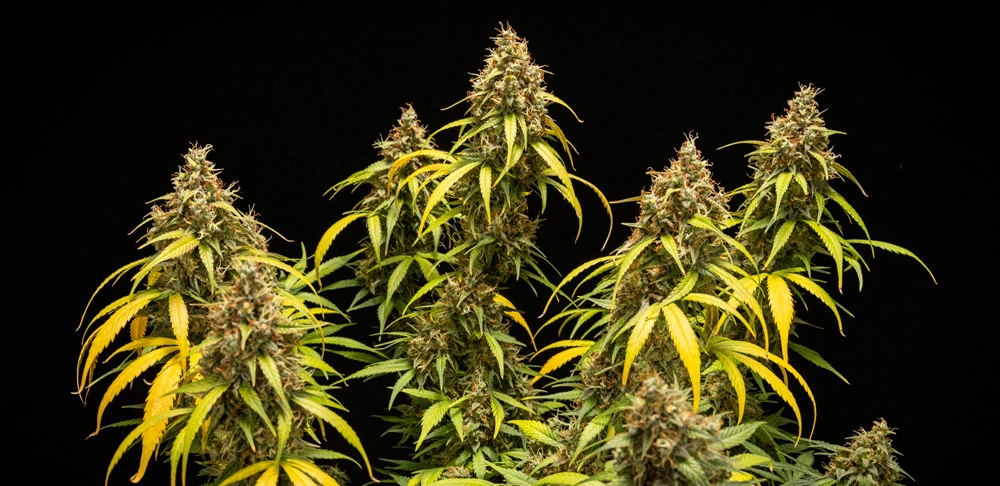 Triple G Auto