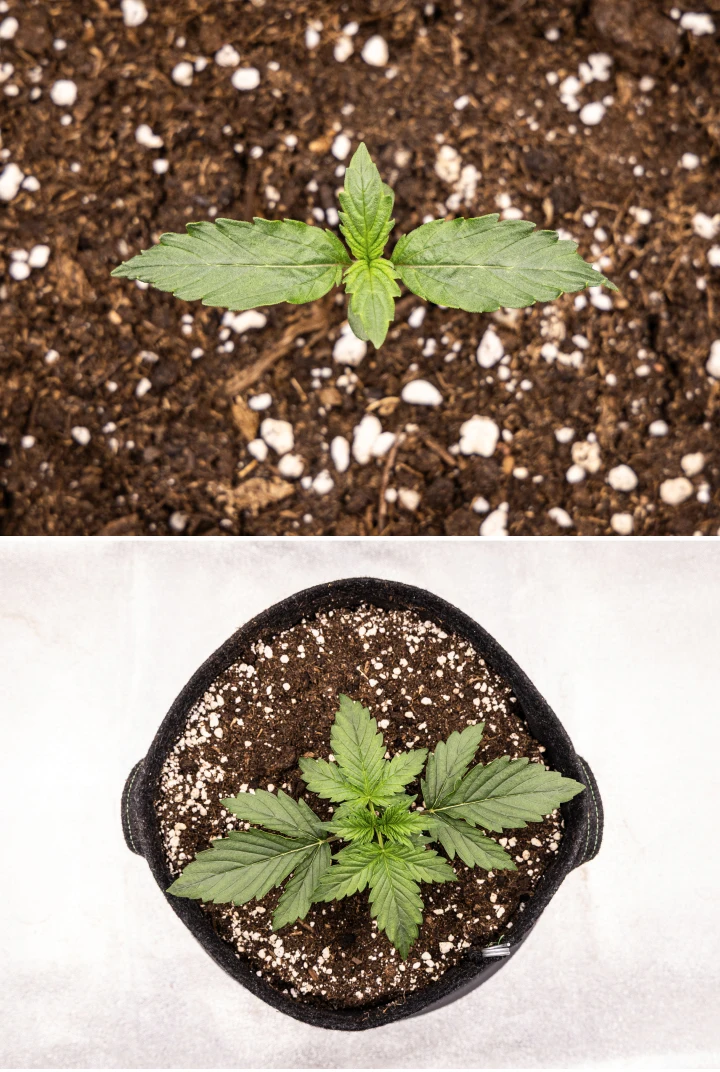 Wedding Cake Auto kannabiszpalánta talajban növekszik a grow report 1. hetében, korai levélfejlődéssel, egészséges zöld növekedéssel, perlitben gazdag közeggel és textilcseréppel.