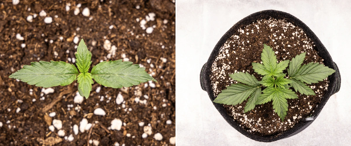 Wedding Cake Auto kannabiszpalánta talajban növekszik a grow report 1. hetében, korai levélfejlődéssel, egészséges zöld növekedéssel, perlitben gazdag közeggel és textilcseréppel.