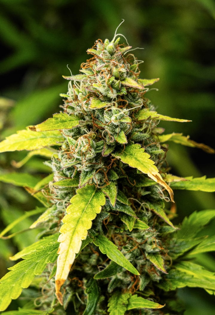 Közeli kép Wedding Cake Auto kannabiszvirágokról a grow report 10. hetében, sűrű gyantás virágokkal, narancssárga bibékkel, fagyos trichomákkal és fakuló késői virágzási levelekkel.