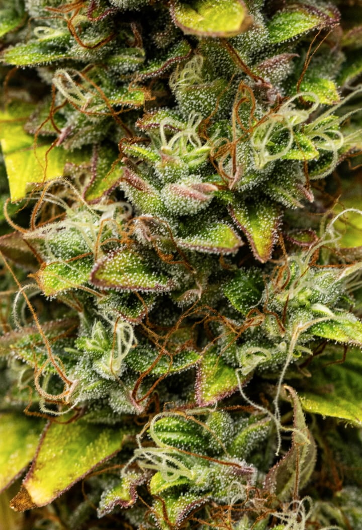 Közeli kép Wedding Cake Auto kannabiszvirágokról a grow report 12. hetében, szüretre kész gyantás virágokkal, sűrű trichomaborítással, narancssárga bibékkel és fakuló késői virágzási levelekkel.