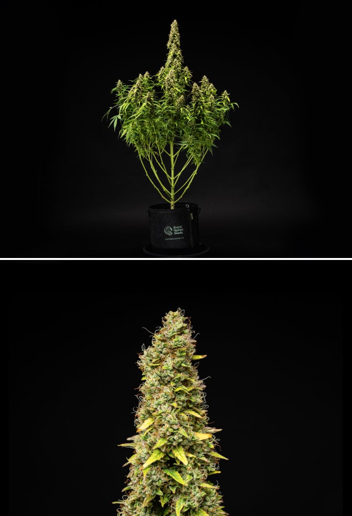 Wedding Cake Auto kannabisznövény a grow report 11. hetében, magas érett szerkezettel, sűrű gyantás virágokkal, narancssárga bibékkel, fakuló levelekkel és végső éréssel fekete háttér előtt.