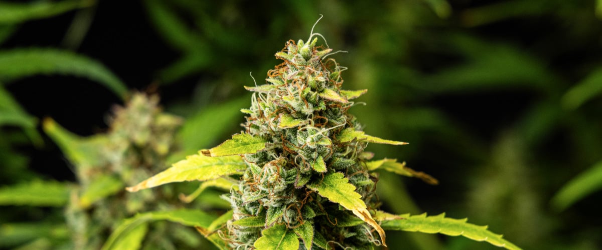 Közeli kép Wedding Cake Auto kannabiszvirágokról a grow report 10. hetében, sűrű gyantás virágokkal, narancssárga bibékkel, fagyos trichomákkal és fakuló késői virágzási levelekkel.