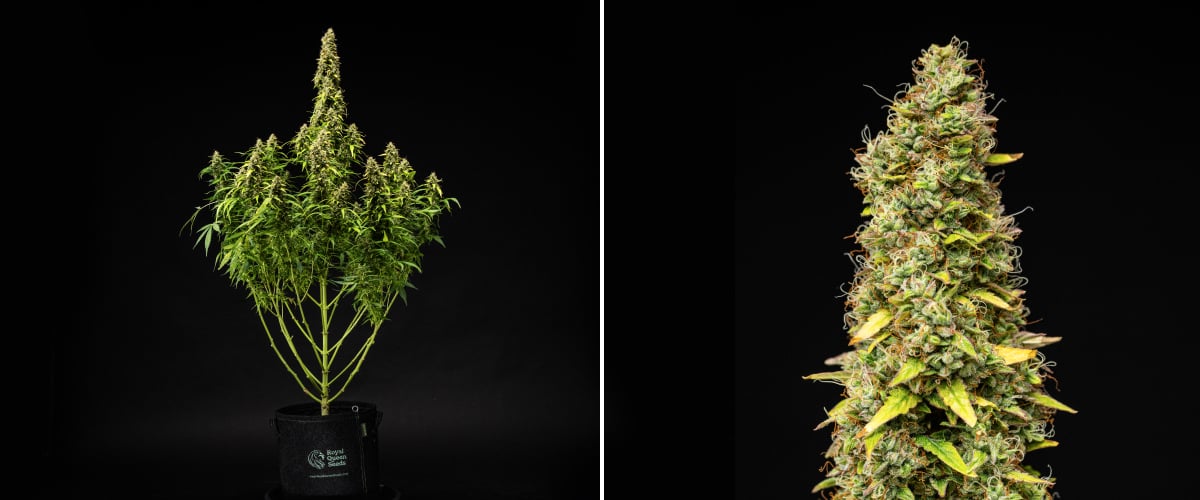 Wedding Cake Auto kannabisznövény a grow report 11. hetében, magas érett szerkezettel, sűrű gyantás virágokkal, narancssárga bibékkel, fakuló levelekkel és végső éréssel fekete háttér előtt.
