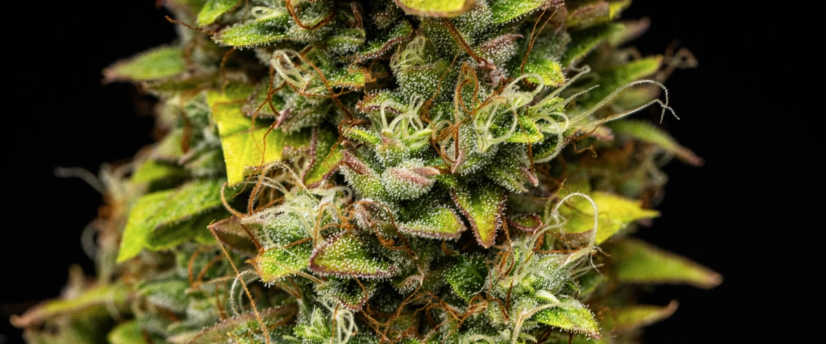 Közeli kép Wedding Cake Auto kannabiszvirágokról a grow report 12. hetében, szüretre kész gyantás virágokkal, sűrű trichomaborítással, narancssárga bibékkel és fakuló késői virágzási levelekkel.