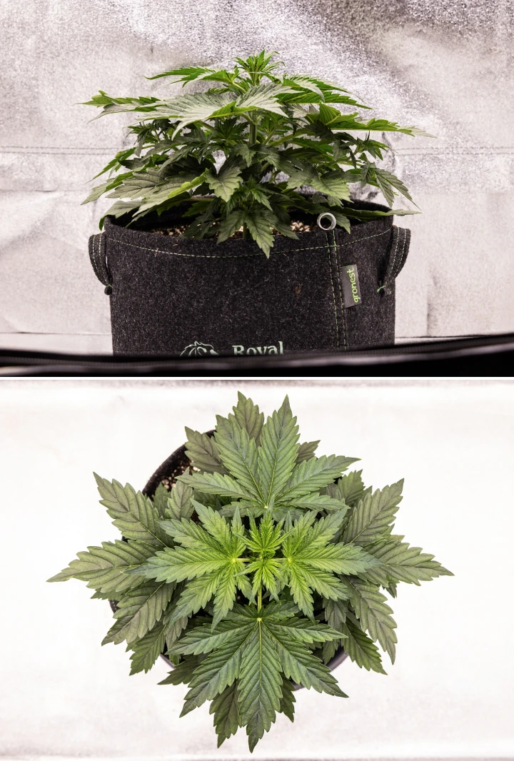 Wedding Cake Auto kannabisznövény textilcserépben a grow report 2. hetében, sűrű vegetatív fejlődéssel, széles zöld levelekkel, kompakt szerkezettel és egészséges lombozattal.