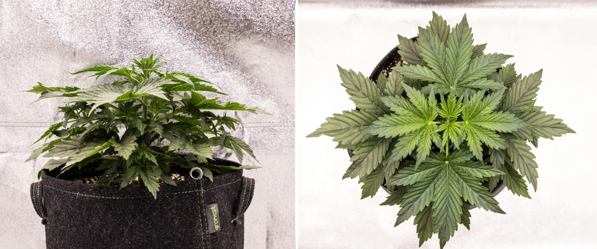 Wedding Cake Auto kannabisznövény textilcserépben a grow report 2. hetében, sűrű vegetatív fejlődéssel, széles zöld levelekkel, kompakt szerkezettel és egészséges lombozattal.
