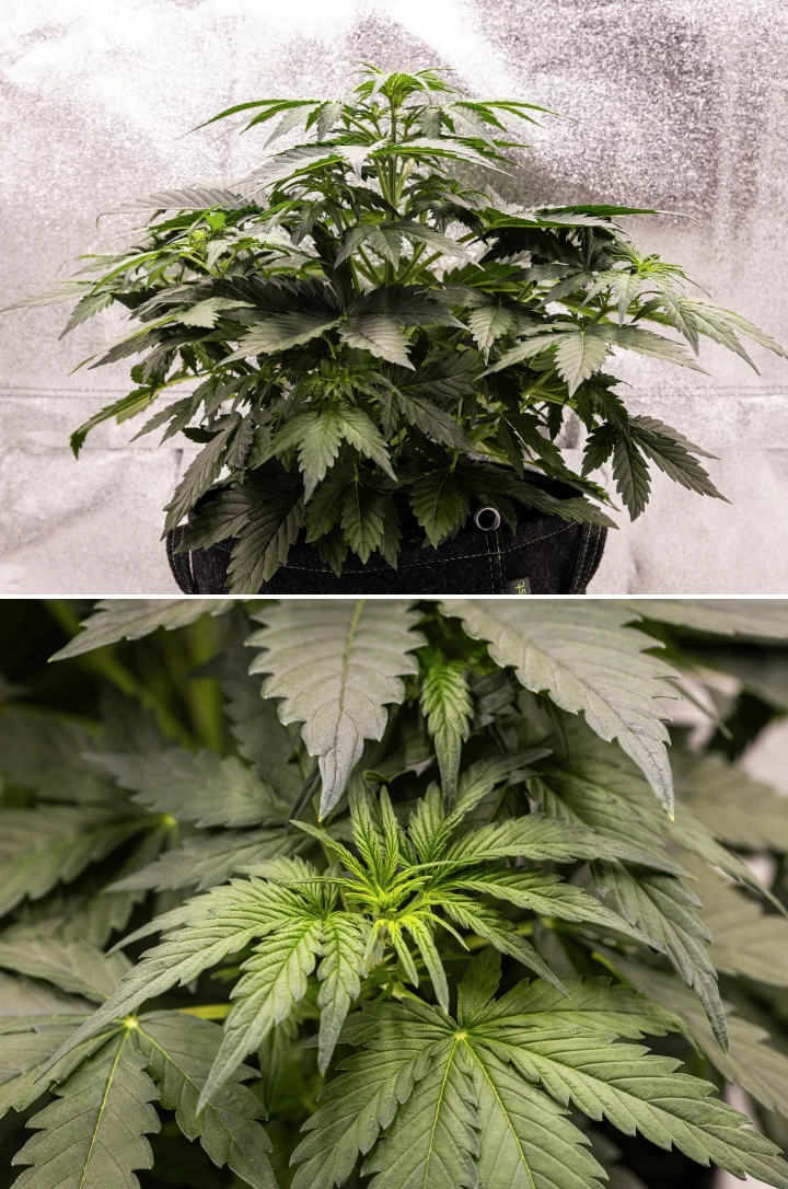 Wedding Cake Auto kannabisznövény textilcserépben a grow report 3. hetében, sűrű zöld lombozattal, kompakt bokros szerkezettel, új felső növekedéssel és korai elővirágzási fejlődéssel.