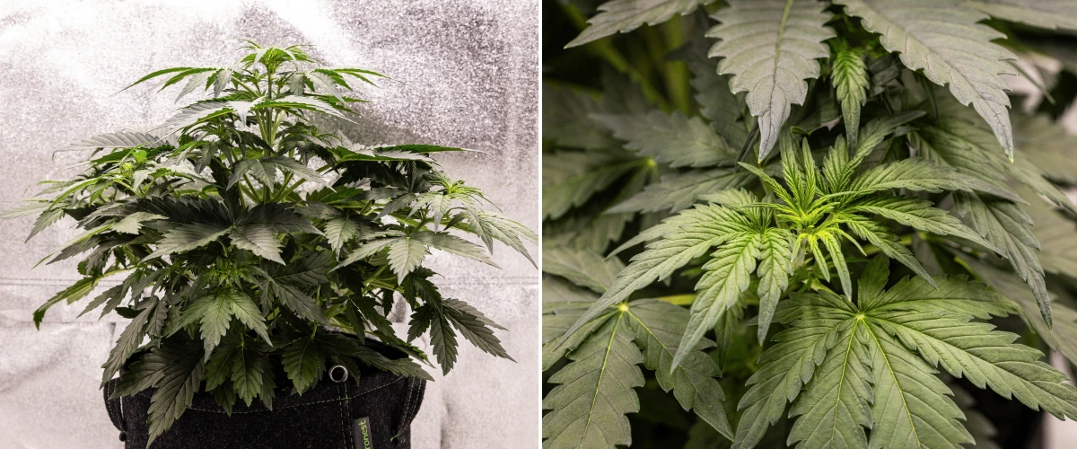 Wedding Cake Auto kannabisznövény textilcserépben a grow report 3. hetében, sűrű zöld lombozattal, kompakt bokros szerkezettel, új felső növekedéssel és korai elővirágzási fejlődéssel.