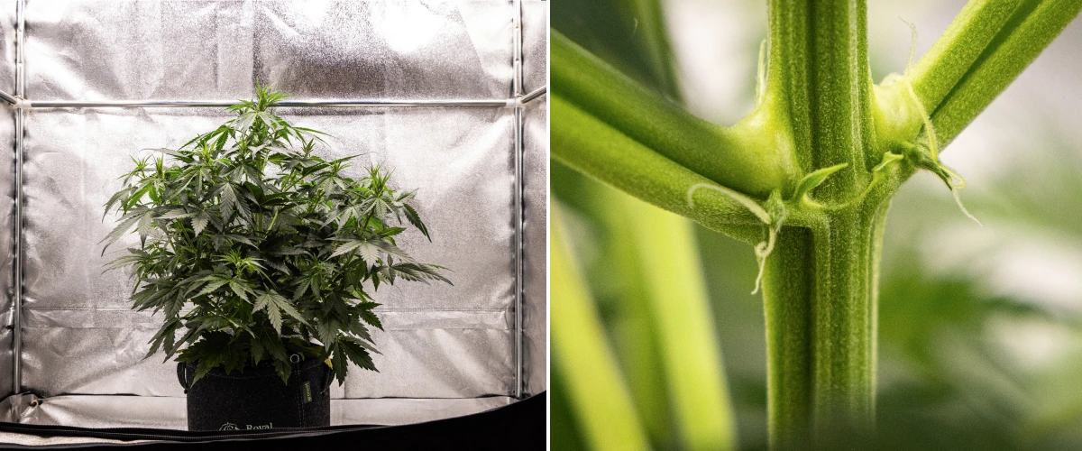 Wedding Cake Auto kannabisznövény textilcserépben a grow report 4. hetében, a virágzás korai jeleivel, erős függőleges növekedéssel, egészséges lombozattal és fehér bibékkel a szár csomópontjainál.