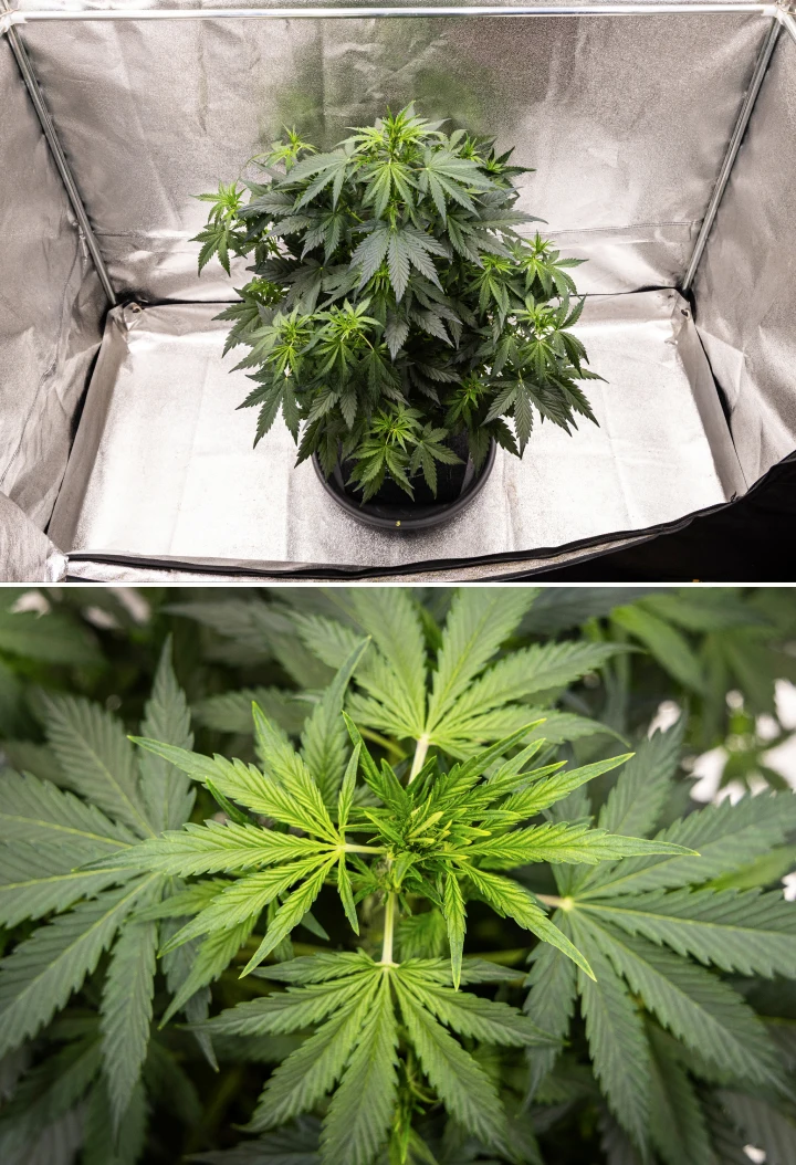 Wedding Cake Auto kannabisznövény textilcserépben a grow report 5. hetében, erős függőleges növekedéssel, korai virágfejlődéssel, egészséges zöld lombozattal és több virágzási ponttal.