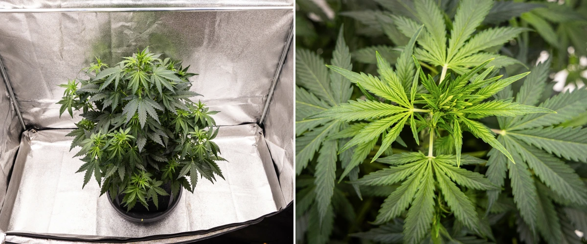 Wedding Cake Auto kannabisznövény textilcserépben a grow report 5. hetében, erős függőleges növekedéssel, korai virágfejlődéssel, egészséges zöld lombozattal és több virágzási ponttal.