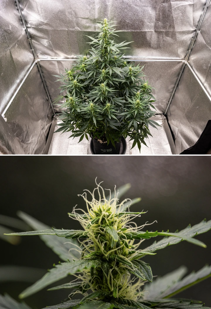 Wedding Cake Auto kannabisznövény textilcserépben a grow report 6. hetében, magas virágzási növekedéssel, fejlődő virágokkal, friss fehér bibékkel és egészséges zöld levelekkel.