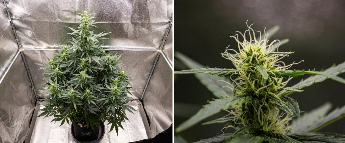 Wedding Cake Auto kannabisznövény textilcserépben a grow report 6. hetében, magas virágzási növekedéssel, fejlődő virágokkal, friss fehér bibékkel és egészséges zöld levelekkel.
