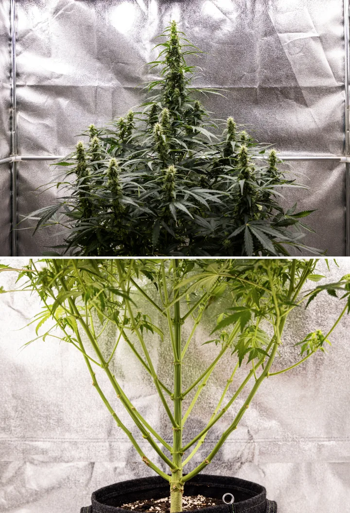 Wedding Cake Auto kannabisznövény a grow report 7. hetében, magas virágzó colákkal, erős ágszerkezettel, metszett alsó növekedéssel, egészséges szárakkal és fejlődő virágokkal.
