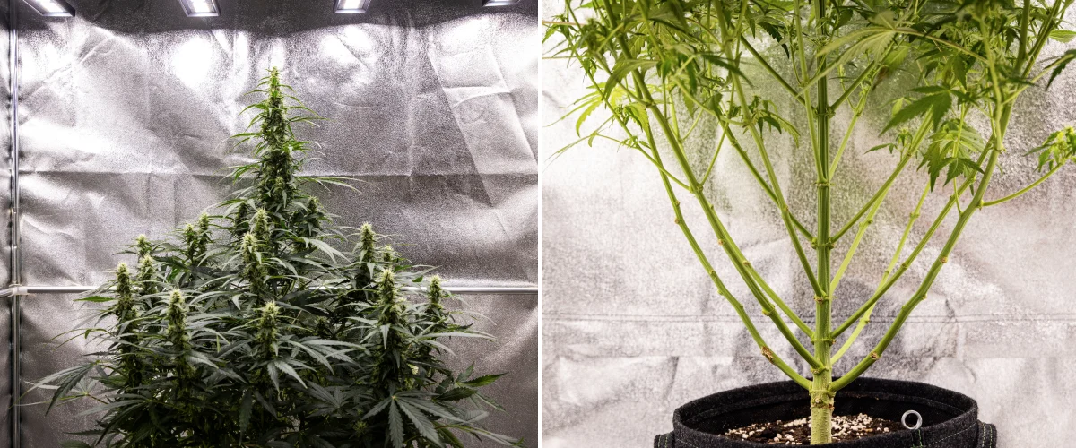 Wedding Cake Auto kannabisznövény a grow report 7. hetében, magas virágzó colákkal, erős ágszerkezettel, metszett alsó növekedéssel, egészséges szárakkal és fejlődő virágokkal.