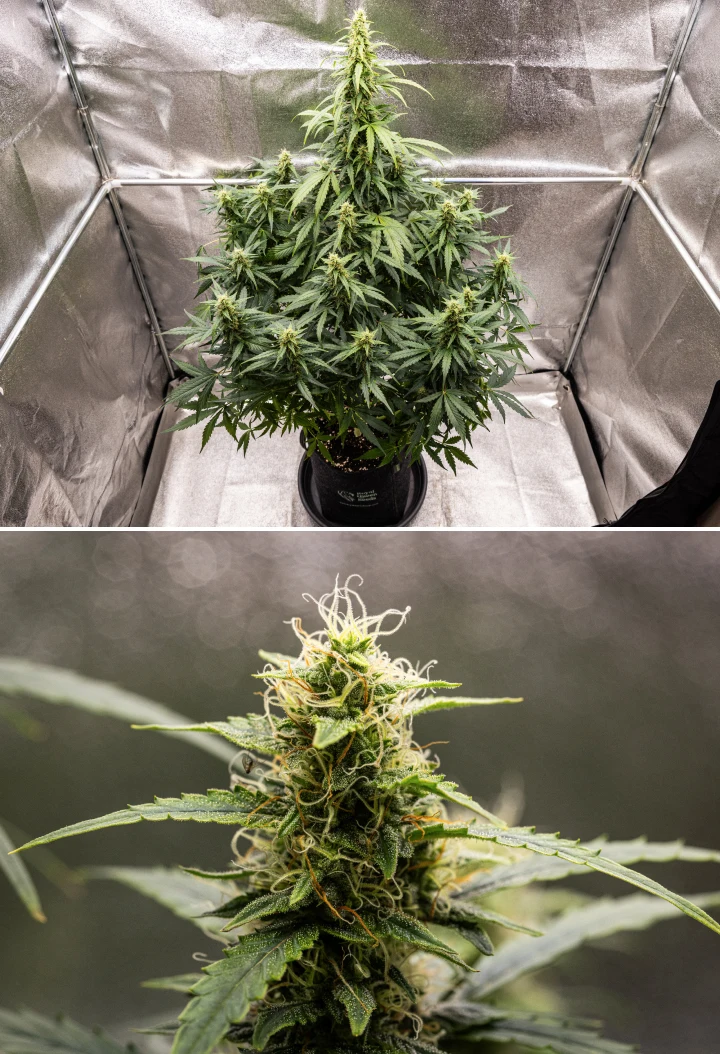 Wedding Cake Auto kannabisznövény a grow report 8. hetében, gyantás virágfejlődéssel, fehér és narancssárga bibékkel, egészséges cukorlevelekkel és magas virágzó colákkal.