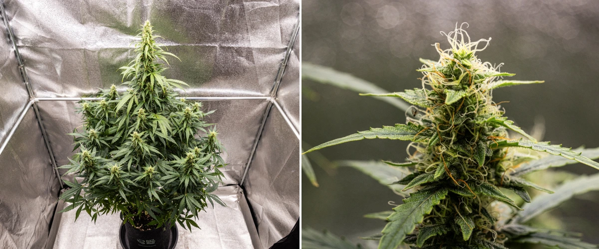 Wedding Cake Auto kannabisznövény a grow report 8. hetében, gyantás virágfejlődéssel, fehér és narancssárga bibékkel, egészséges cukorlevelekkel és magas virágzó colákkal.