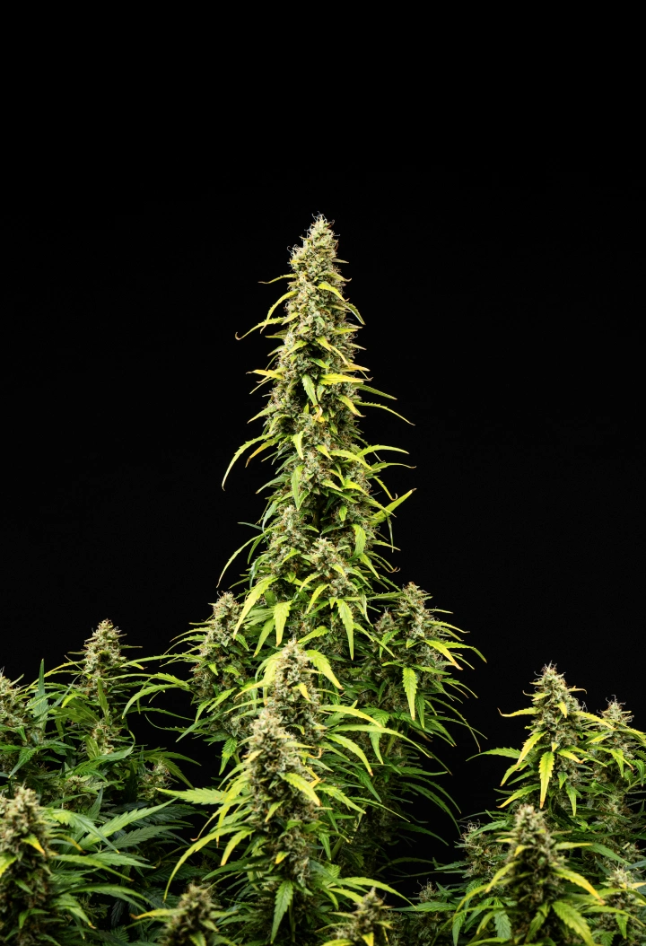 Wedding Cake Auto kannabisznövény a grow report 9. hetében, magas érett colákkal, sűrű gyantás virágokkal, fakuló levelekkel és a virágzás végső fejlődésével fekete háttér előtt.