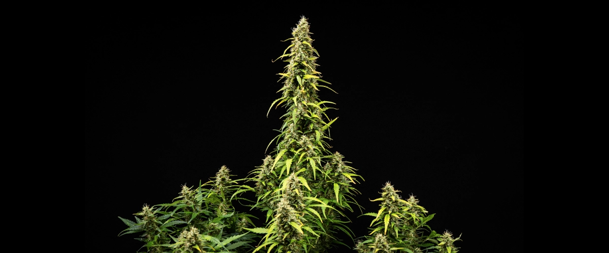 Wedding Cake Auto kannabisznövény a grow report 9. hetében, magas érett colákkal, sűrű gyantás virágokkal, fakuló levelekkel és a virágzás végső fejlődésével fekete háttér előtt.
