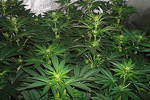 A legjobb kannabiszüzem A legjobb kannabiszüzem
