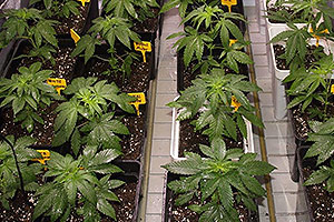 A kannabisz növények levéltrágyája A kannabisz növények levéltrágyája