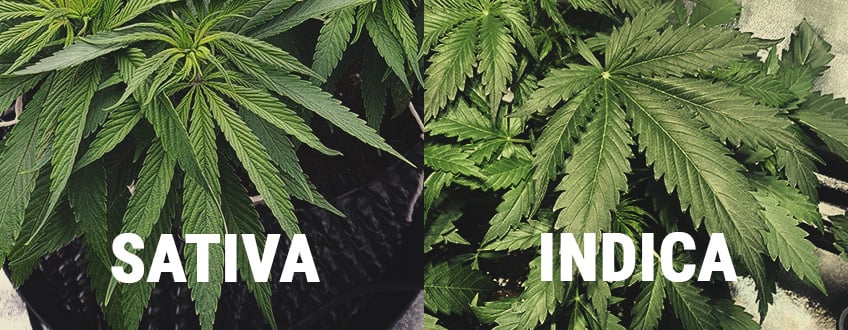 MILYEN KÜLÖNBSÉGEK VANNAK AZ INDICA ÉS A SATIVA KÖZÖTT?