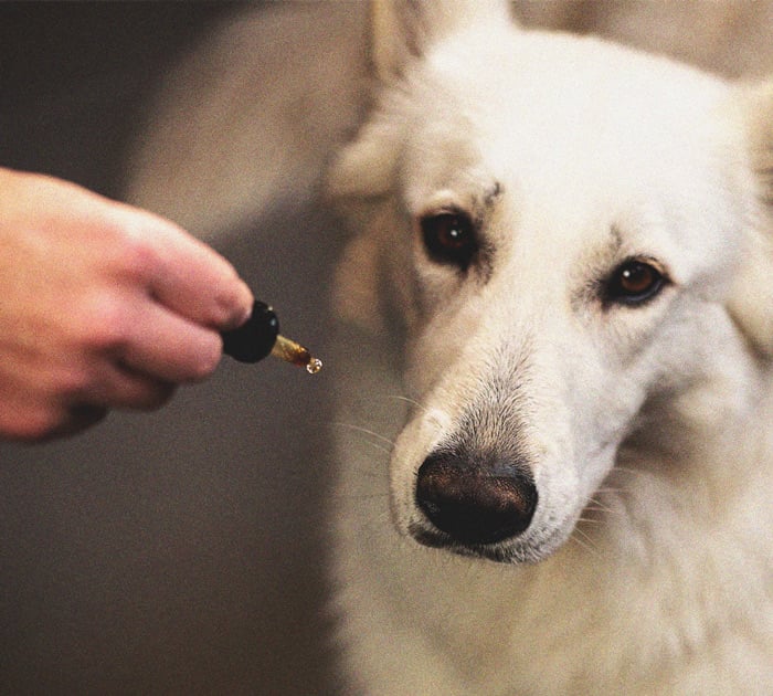 What to Do if Your Dog Gets High