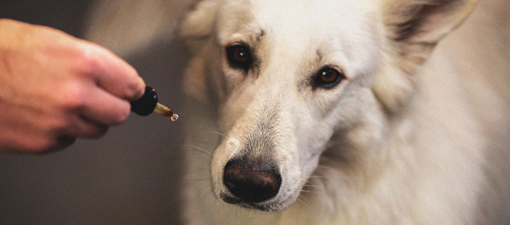 What to Do if Your Dog Gets High